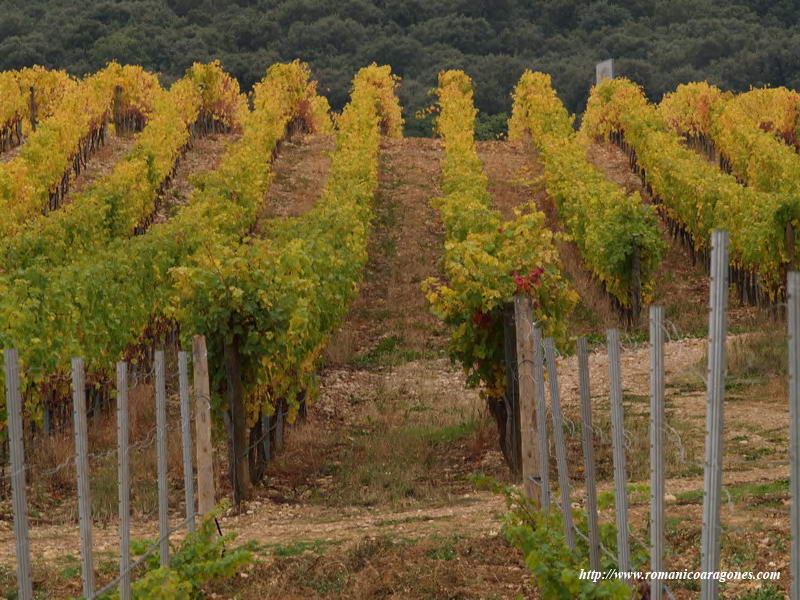 VIÑEDOS EN EL ENTORNO DEL MONASTERIO